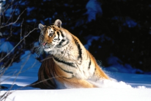Wintery Scuddle, Siberian Tiger9235519903 300x200 - Wintery Scuddle, Siberian Tiger - Wintery, Tiger, Snow, Siberian, Scuddle